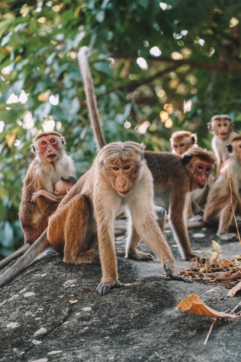 Monkey Island