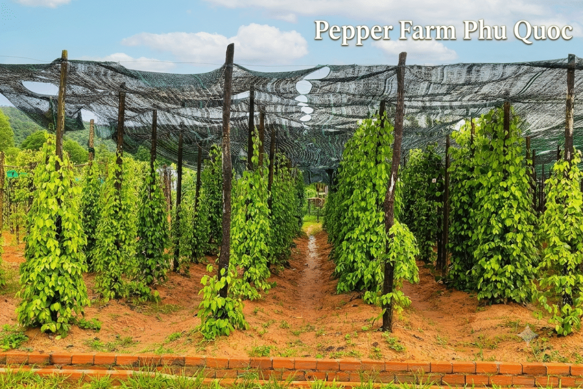 black Pepper